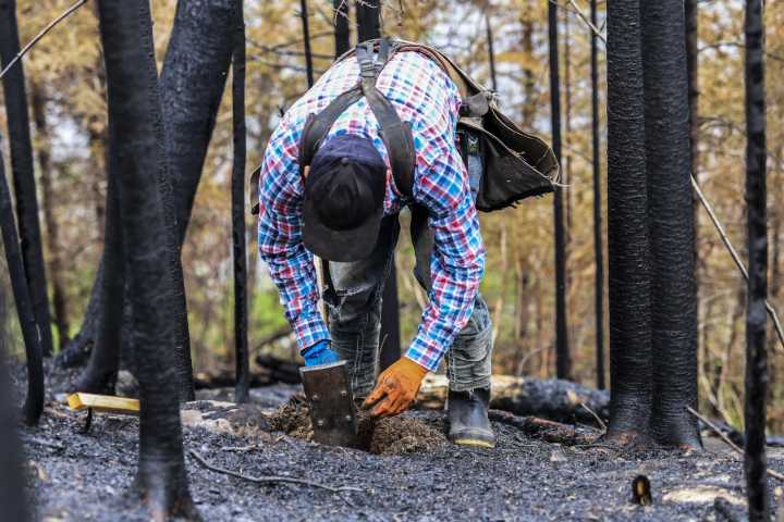 As wildfires cool, replanting begins with resilient forest future in mind