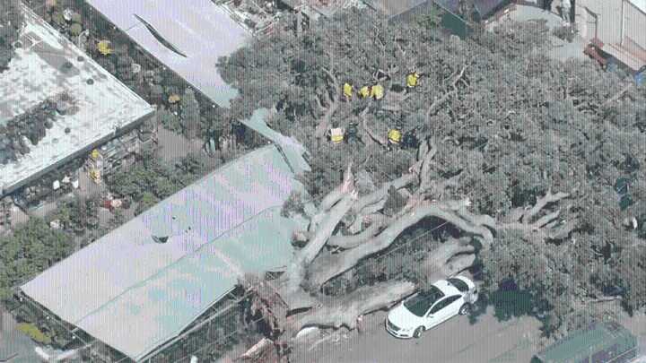 Massive tree down in San Mateo leaves child injured