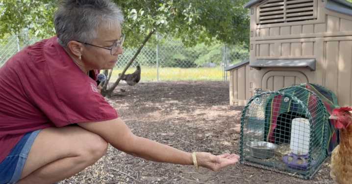 Robertson County resident urges action after stray dogs kill chickens
