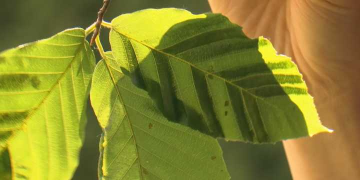 Beech tree disease continues spreading in Vermont