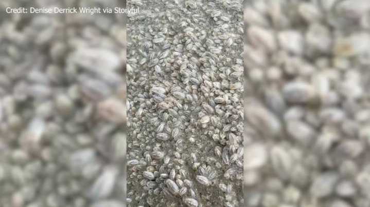 WATCH: Thousands of sand fleas take over Florida beach