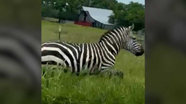 Escaped zebra still missing, becomes viral sensation