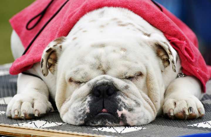 Connecticut man killed and dismembered bulldog, leaving parts all over New Rochelle