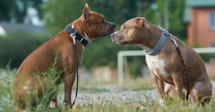 14 members of Georgia-based dogfighting ring sentenced to prison