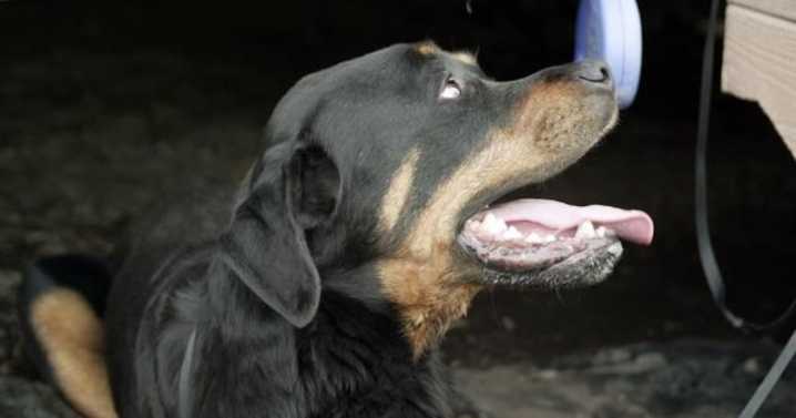 Tips on how to keep your dog cool in the heat, avoid dog heat stroke