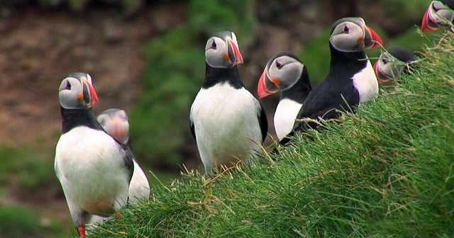 Nature: Puffins