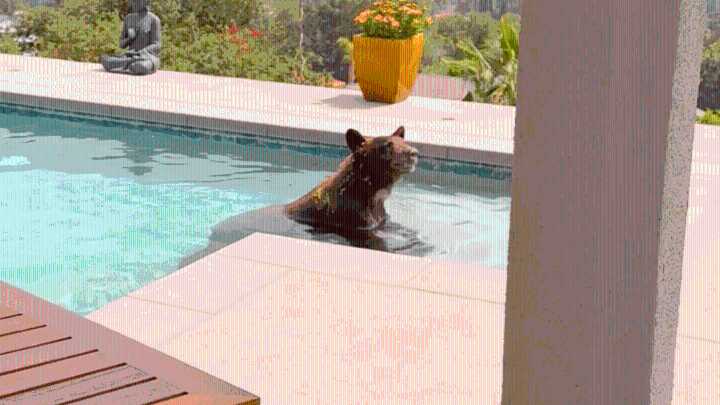 Pasadena bear 'Cinnamon' makes splash in return from January fires