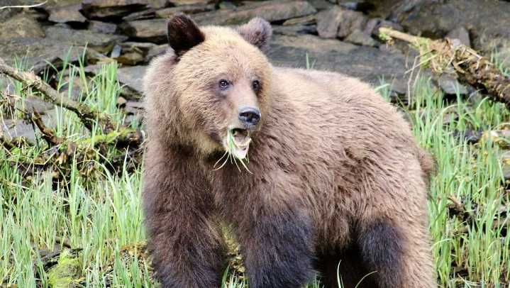 Venturing into Khutzeymateen: Canada’s only grizzly bear sanctuary