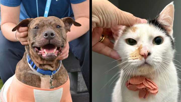 Zena and Penne are looking for their new home
