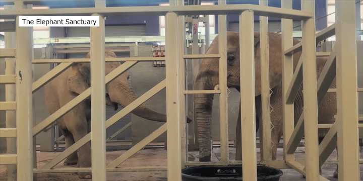 Louisville Zoo’s Punch and Mikki take first steps in nation’s largest elephant refuge