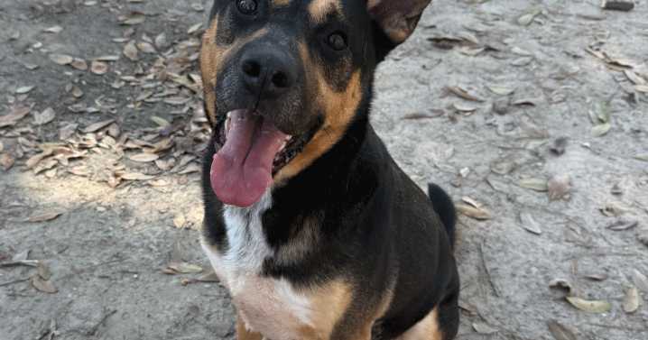 Pet of the week