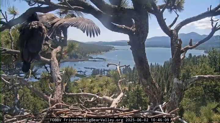 What's next for Big Bear eaglet now that she's taken flight?