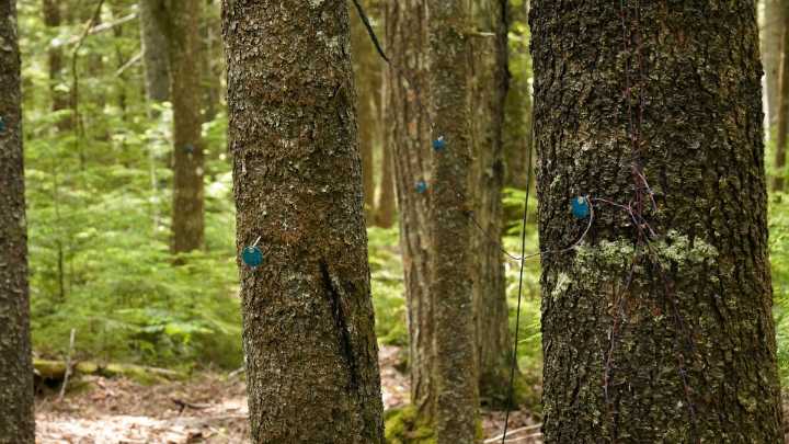 New Maine law requires forest carbon program reporting