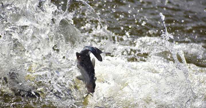 Free Kid Fish event coming to Lake Forest Park this Saturday