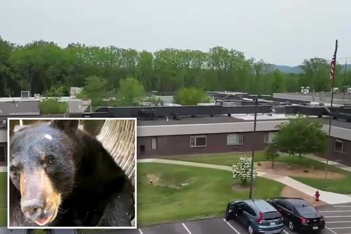 Hungry bear causes brouhaha in Pennsylvania nursing home