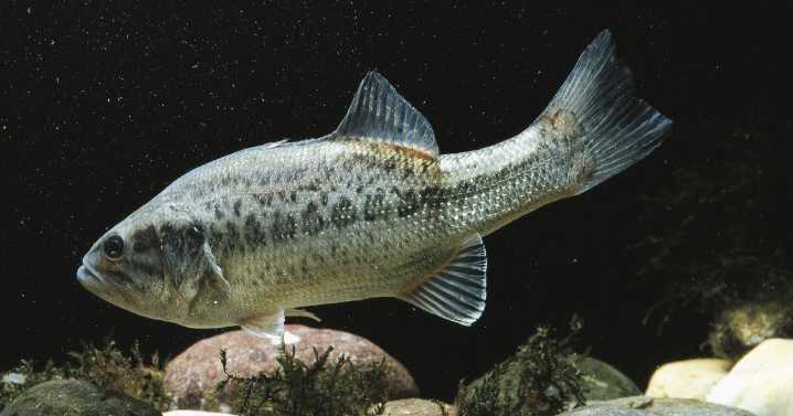 California freshwater fish found to be teeming with parasites. How to keep from getting sick