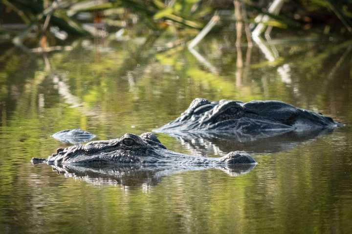 State wildlife agencies design website to ease fears caused by alligator sightings