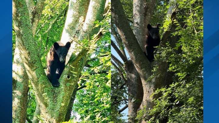 Baby bear spotted in Conway