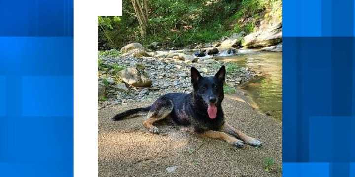 Charleston Police mourn death of retired police K