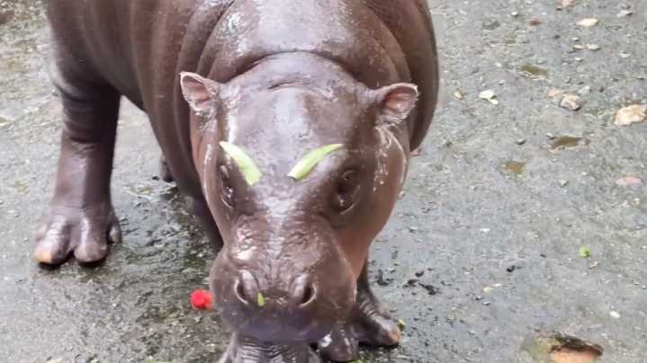 Watch: Pygmy hippo Moo Deng sports leaf 'eyebrows' in viral video