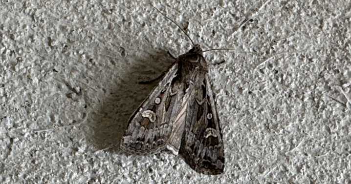 The return of the miller moths in Colorado: Why their migration is important for pollination