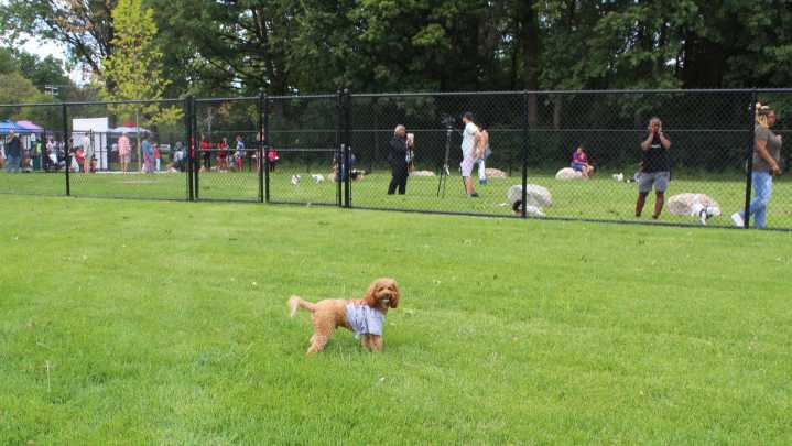 The Metro: Pawchella wants more for our pets