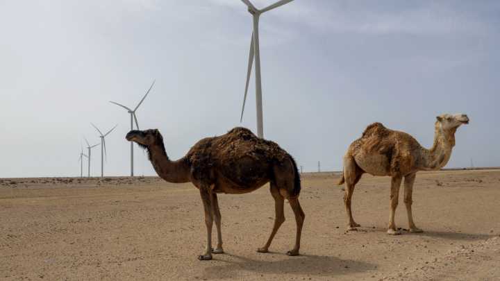 The 50-year battle for Western Sahara
