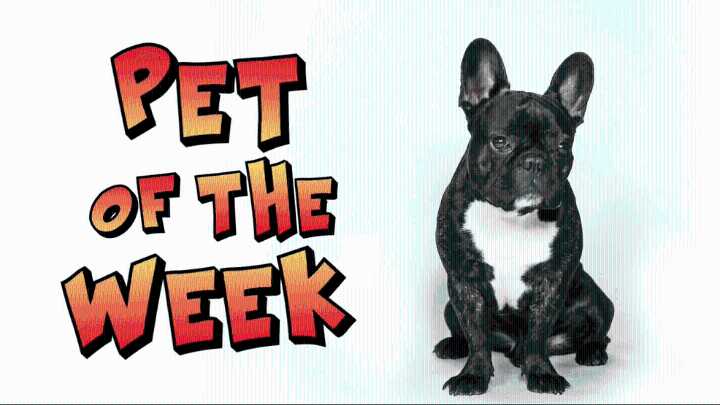 Pet of the Week - Help Your Dog Learn Good Habits