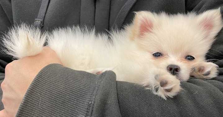 Colorado woman says her dog was killed while under the care of a sitter