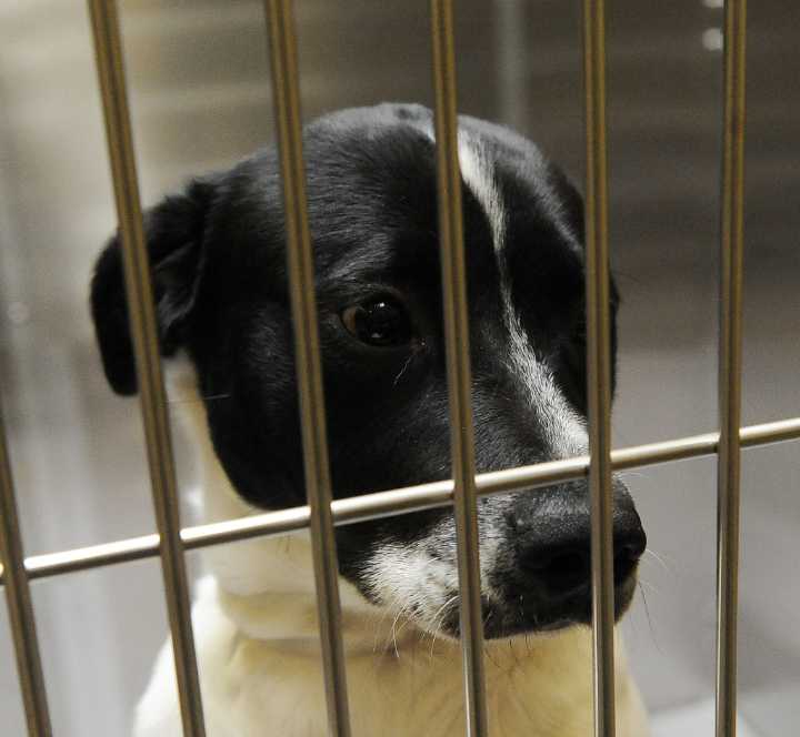 Denver Animal Shelter concerned over rise in emaciated animals
