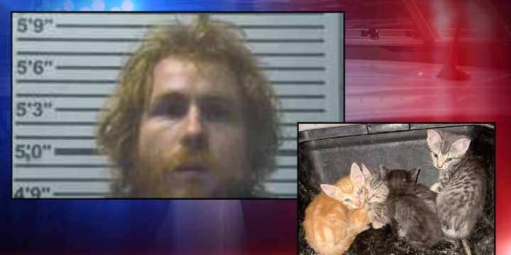 Over 60 cats found on property in Jones County