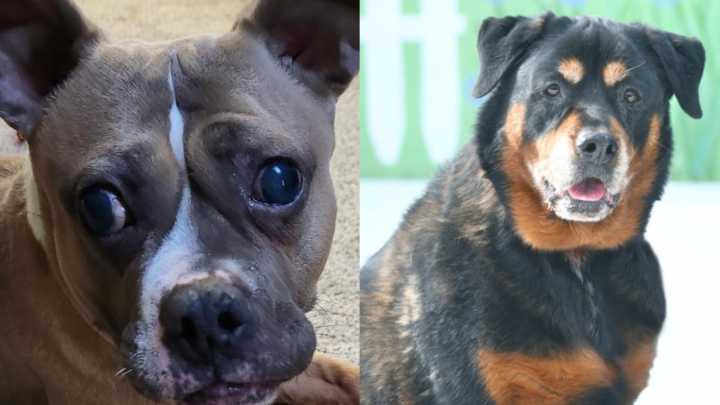 Meet the North Jersey adoptable pets of the week: Ayla and Kiki