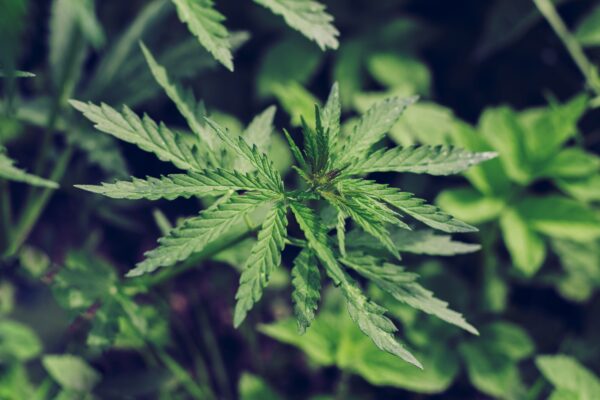California Cannabis Crisis Averted: Lawmakers Halt 25% Tax Hike in Unanimous Vote