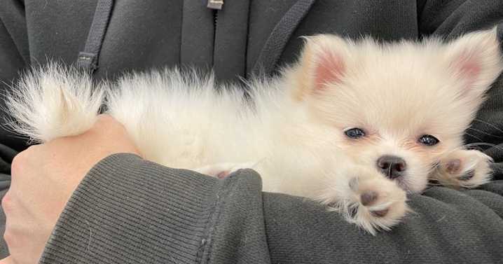 Colorado woman says Pomeranian mauled to death while under the care of a sitter