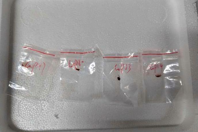 EEUU arresta a científica china por no tener permiso para enviar material biológico