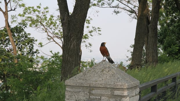Wildfire smoke to impact air quality in Hamilton area Thursday into Friday