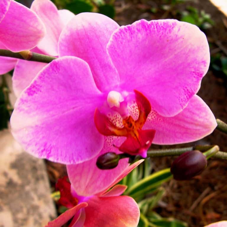 Miami Beach Botanical Garden offers free entry and events