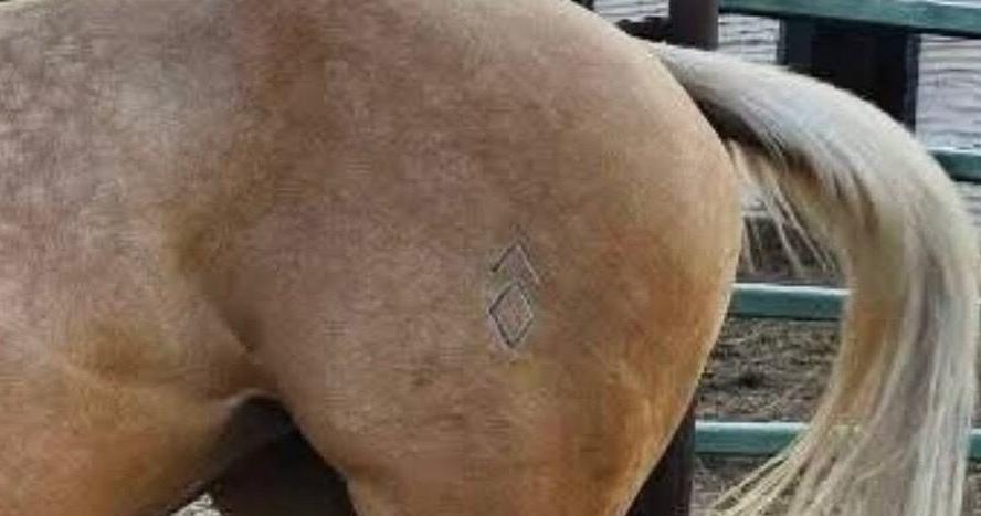 Horse disappearance and death in Billings prompts investigation