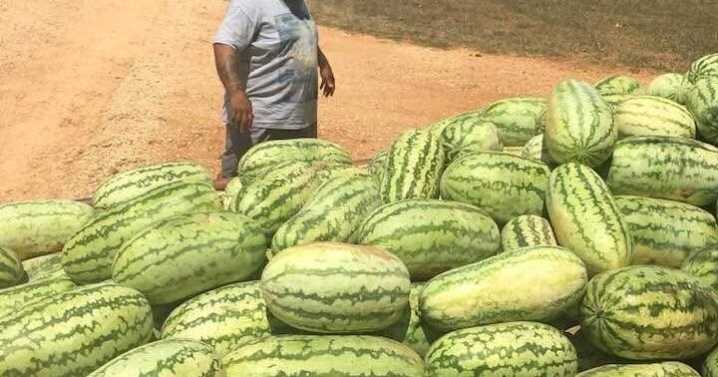Homegrown watermelons from Texas, Louisiana and Mississippi selling in Killeen