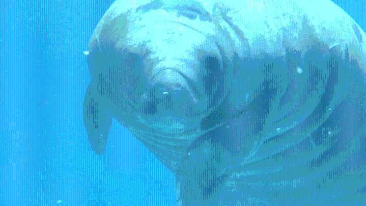 Gulfarium welcomes oldest known manatee