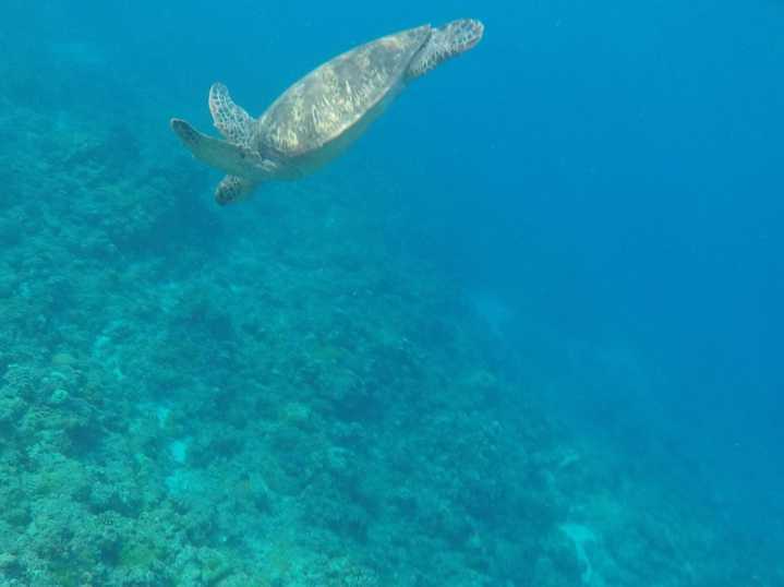 El 60 % del hábitat crítico para biodiversidad marina no tiene objetivos de conservación