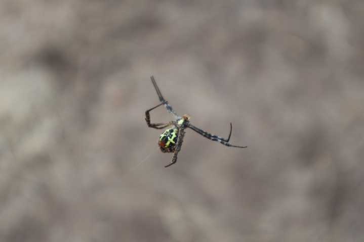 Itsy Bitsy Perv Using Imaginary Spider to Cop a Feel with Women in Queens