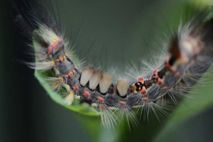 The Spongy Moth Caterpillar Has Invaded The Capital Region And Needs To Die