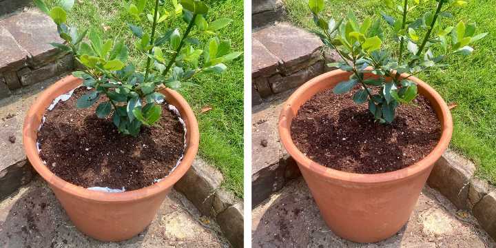 The Terra-Cotta Pot Mistake You're Probably Making & How to Fix it