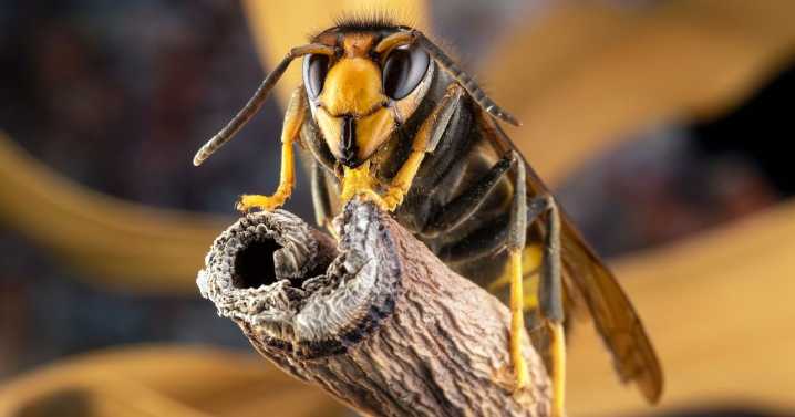 UK rise of Asian hornets as expert shares how to treat 'most painful sting known to man'