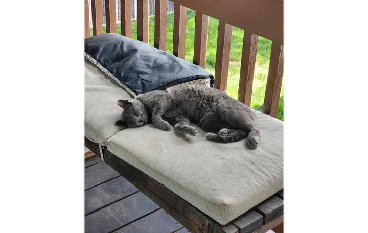 Salt Lake County authorities investigate after Murray woman’s cat found shot