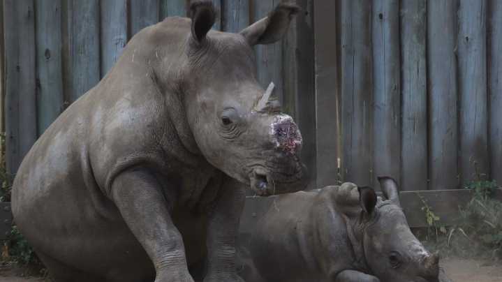 Cutting off rhinos' horns is a contentious last resort to stop poaching. A new study found it works