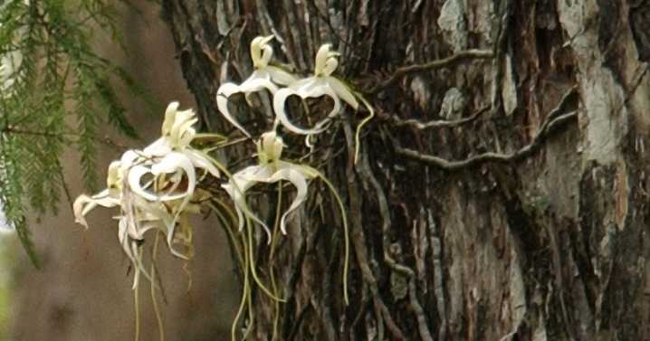 Poachers hunting rare Florida 'ghost' flowers, prompting extinction warning