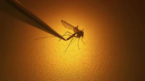 DuPage County reports first batch of West Nile virus
