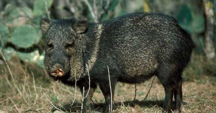 Texas A&M researchers study peculiar peccary native to the state